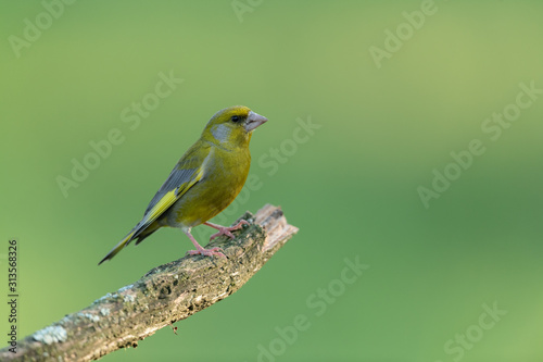 European greenfinch sitting on a branch