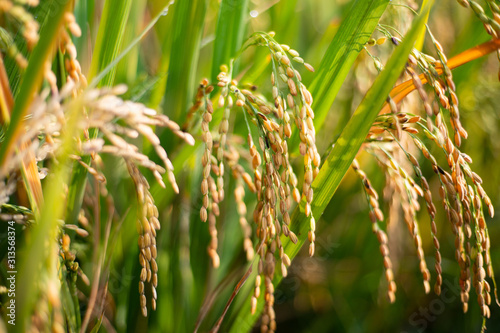 Paddy rice crop, Green rice plant growing up in farm at morning, a time to harvest. slow motion. nature concept.
