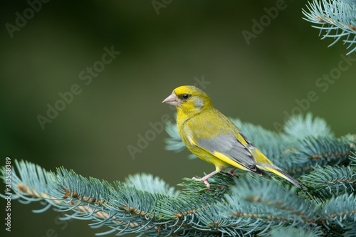 European greenfinch sitting on a branch © Wolfgang Kruck
