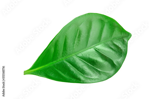 Green coffee leaves isolated on a white background.