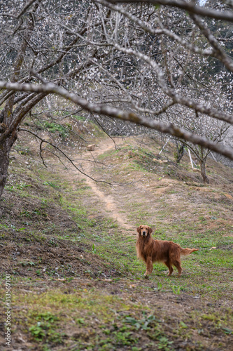 The golden retriever in the wild © chendongshan