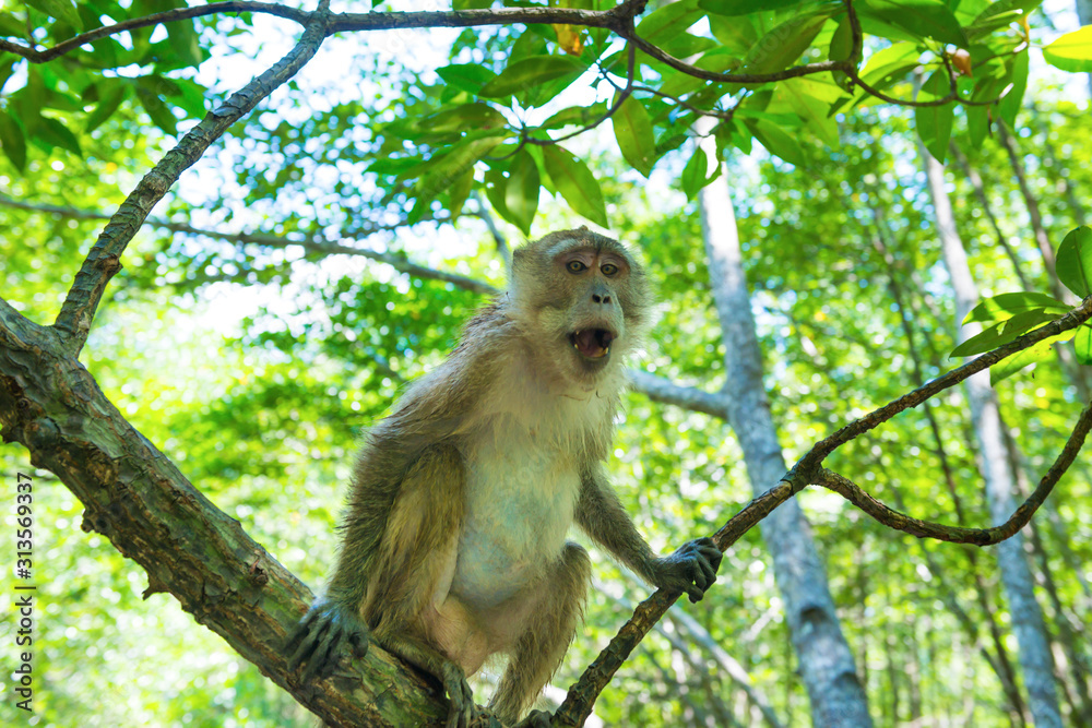 Fototapeta premium Cute macaque monkey sitting on tree in tropical mangrove forest with green foliage and numerous roots