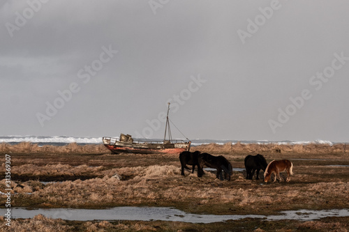 Wrack eines Fischerbootes und Islandpferde am Strand von Hvalnes.   Wreck of a fishing boat and Icelandic horses on the beach at Hvalnes.