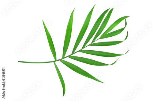 Green leaves of palm tree isolated on white background with clipping path © kolesnikovserg