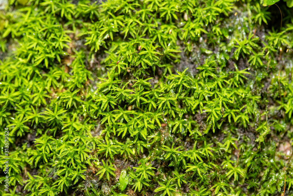 close up of green moss in nature background. close up of green moss in nature background.