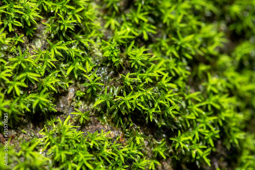 close up of green moss in nature background.