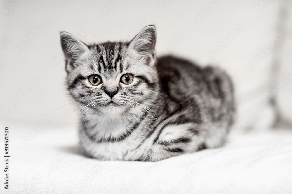 Britisch Kurzhaar, Silver Tabby, Katze Stock-Foto | Adobe Stock