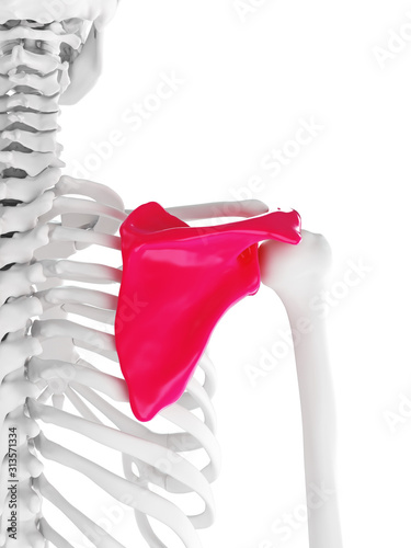 3d rendered medically accurate illustration of the shoulder blade photo