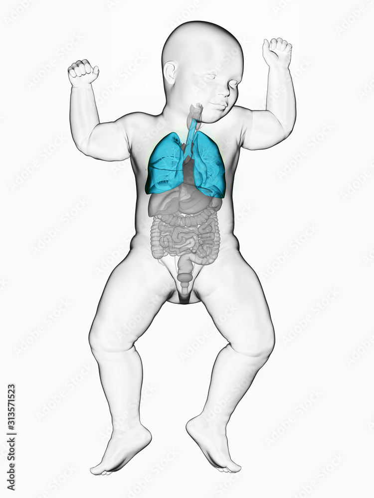 3d rendered medically accurate illustration of a babys lung 3d rendered medically accurate illustration of a babys lung