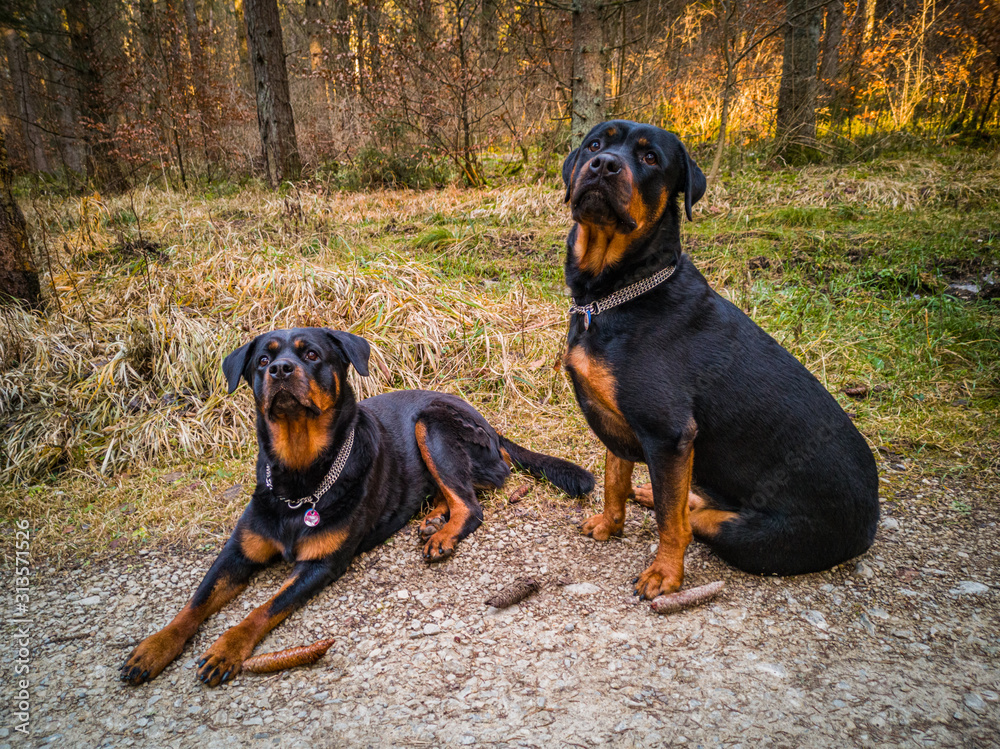 Rottweiler-Hündinnen Emma und Tammy Rottweiler-Hündinnen Emma und Tammy