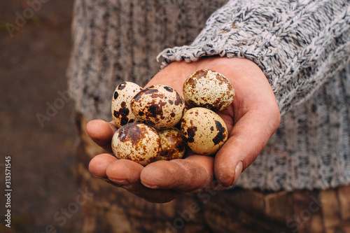 quail eggs in the hands of a farmer.