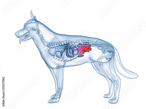 3d rendered medically accurate illustration of the dogs small intestine