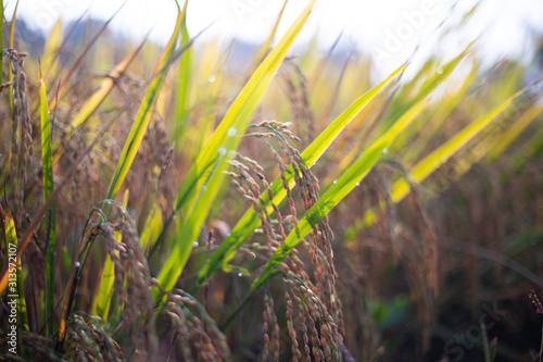 Paddy rice crop, Green rice plant growing up in farm at morning, a time to harvest. slow motion. nature concept.