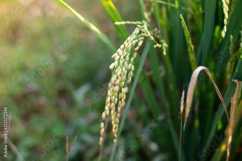 Paddy rice crop, Green rice plant growing up in farm at morning, a time to harvest. slow motion. nature concept.