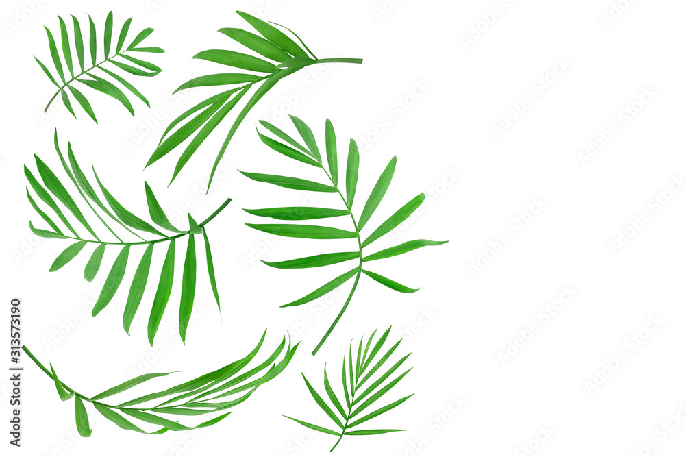 Fototapeta premium Green leaves of palm tree isolated on white background with copy space for your text. Clipping path