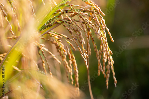 Paddy rice crop, Green rice plant growing up in farm at morning, a time to harvest. slow motion. nature concept.