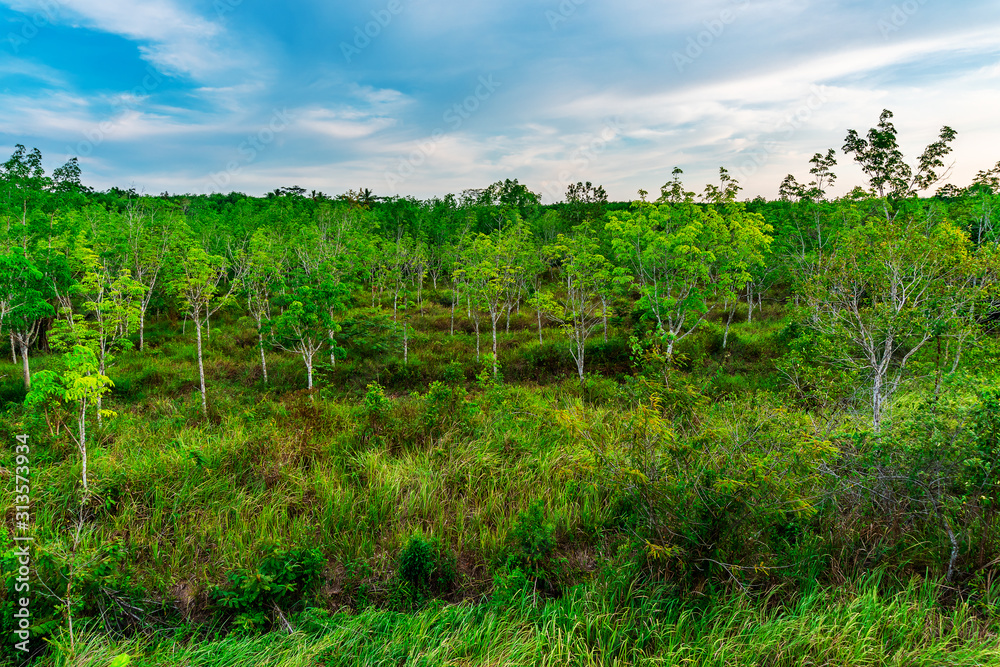 Plantation latex rubber or para rubber tree or tree rubber southern Thailand