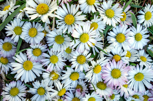 bunch of common Daisy flowers full frame