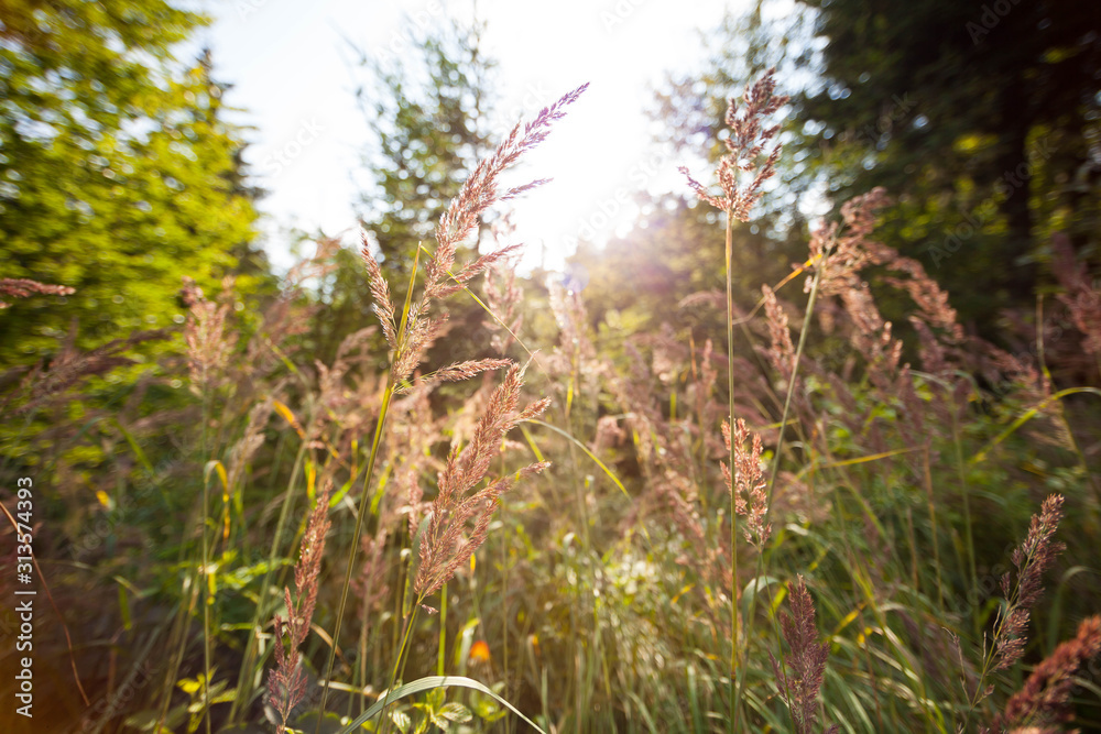 Wald, Sonne, Natur, Sommer, Bäume, Gras Wald, Sonne, Natur, Sommer, Bäume, Gras