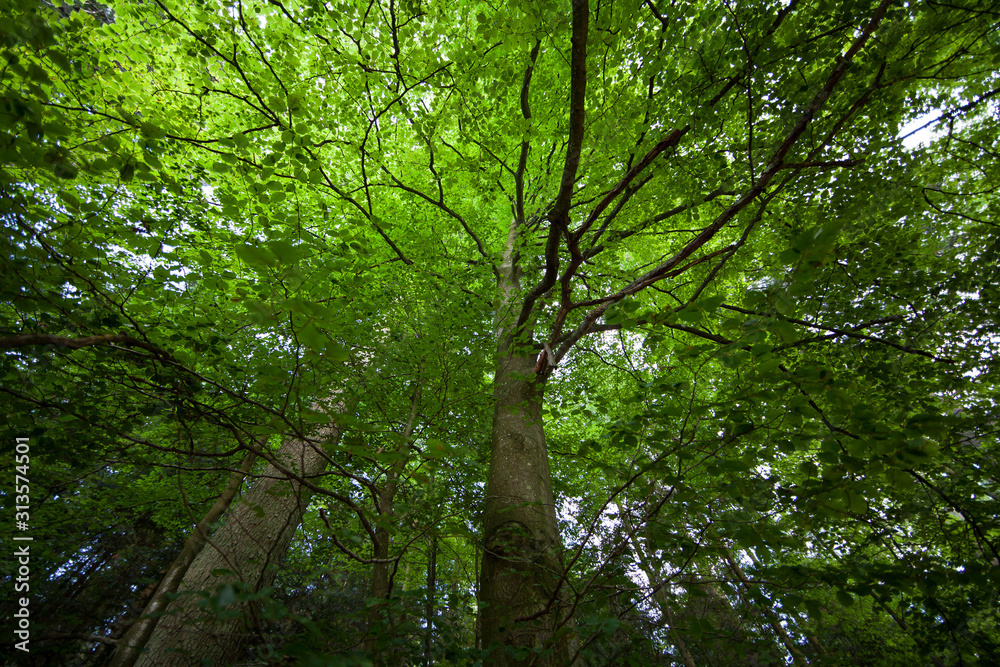 Wald, Sonne, Natur, Sommer, Bäume