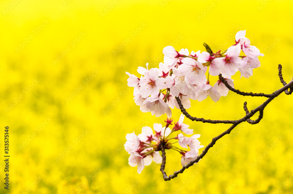 Obraz premium 菜の花と桜