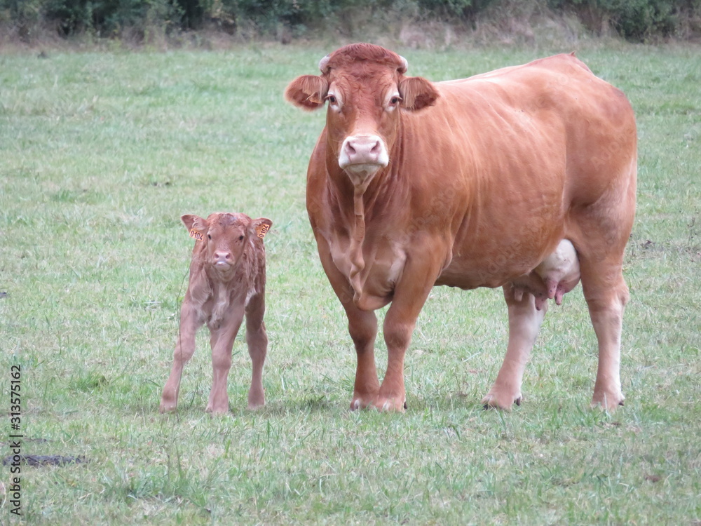 Beautiful picture of cow of great beauty and size Beautiful picture of cow of great beauty and size