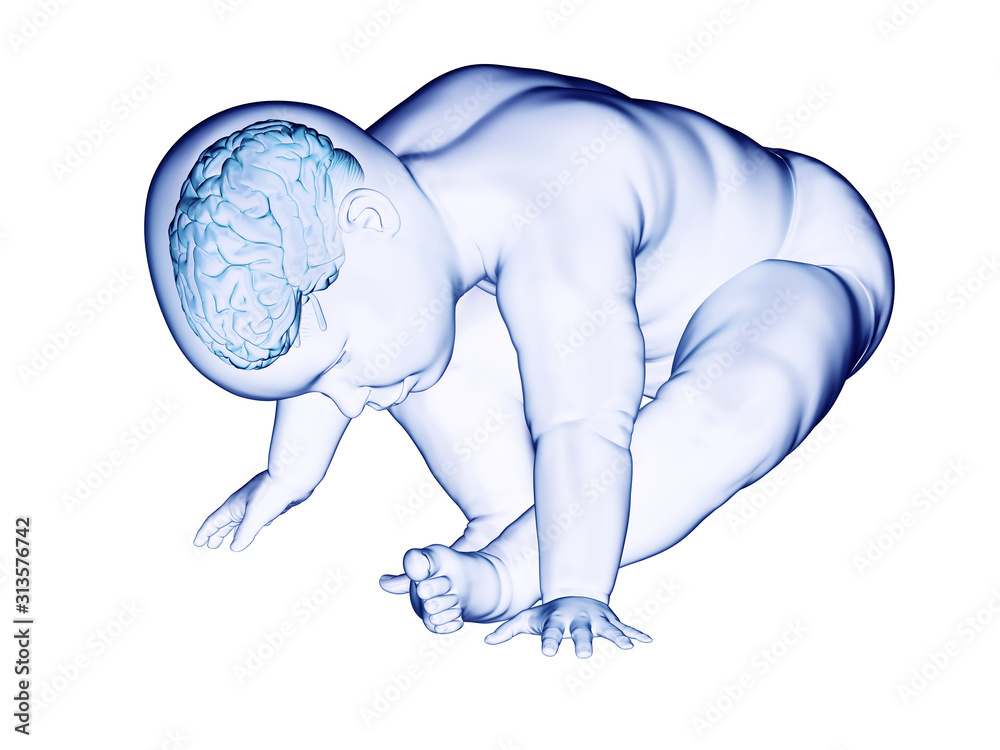 3d rendered medically accurate illustration of the brain of a baby 3d rendered medically accurate illustration of the brain of a baby
