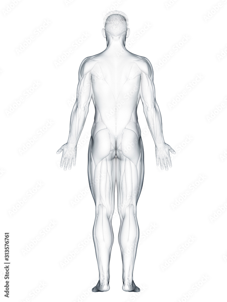 3d rendered muscle illustration of the back