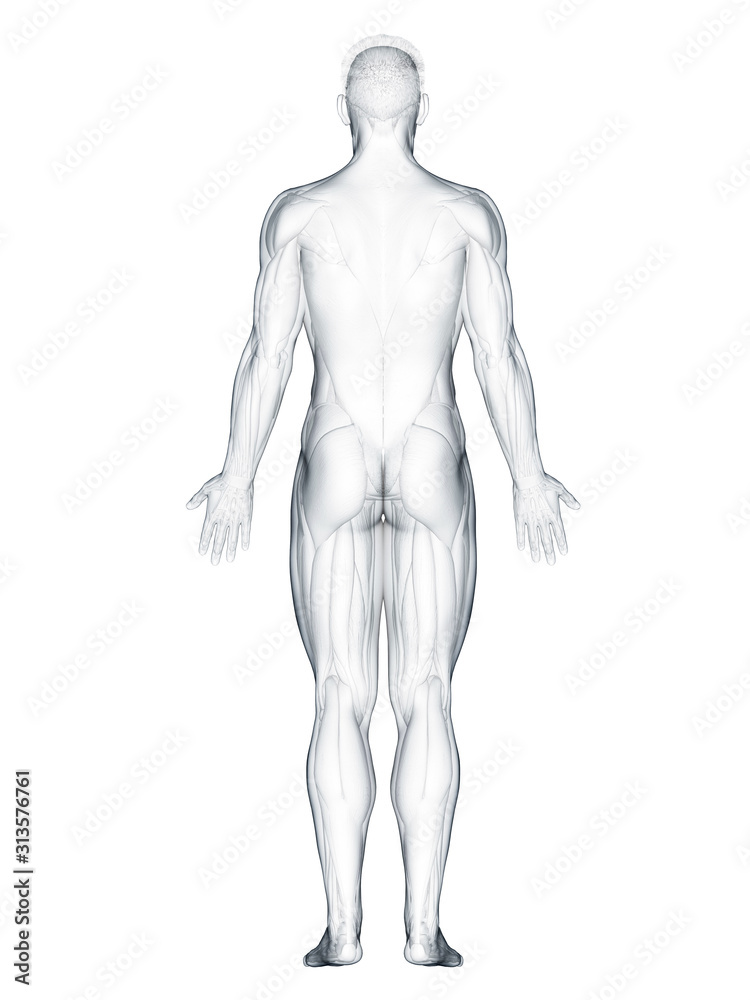 3d rendered muscle illustration of the back 3d rendered muscle illustration of the back