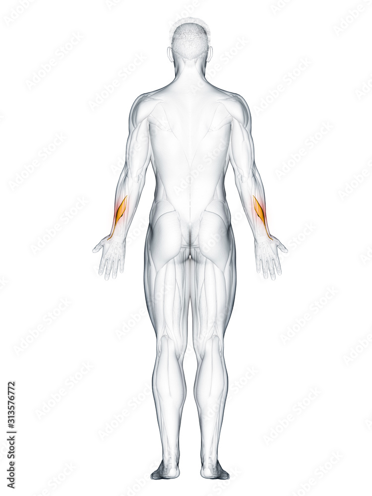 3d rendered muscle illustration of the abductor pollicis longus 3d rendered muscle illustration of the abductor pollicis longus