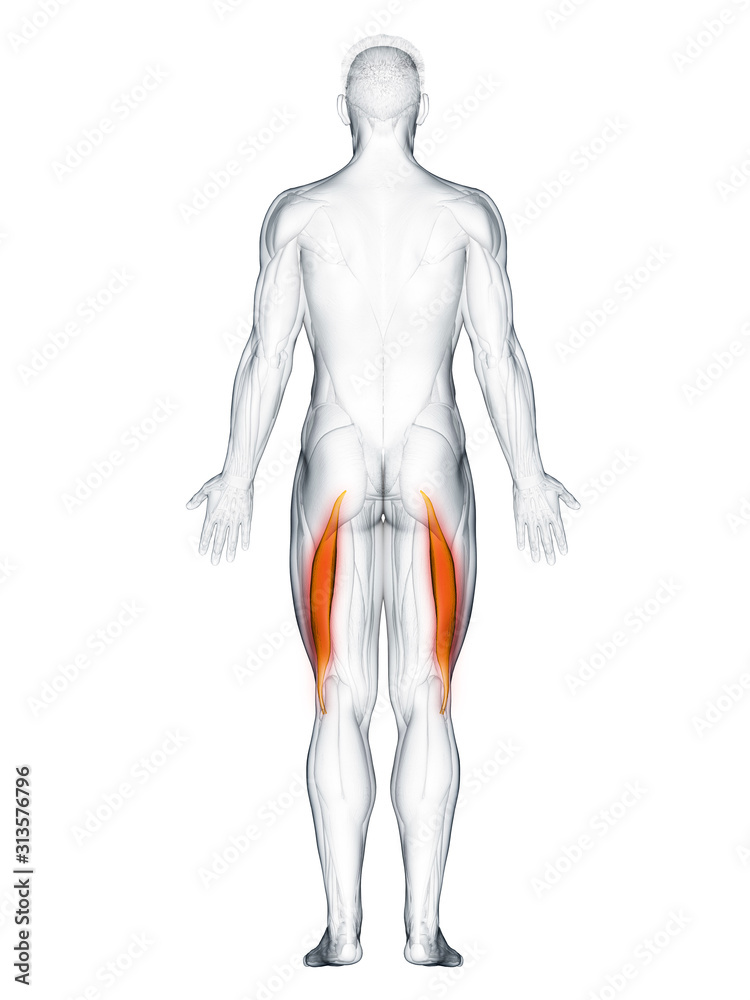 3d rendered muscle illustration of the biceps femoris longus 3d rendered muscle illustration of the biceps femoris longus