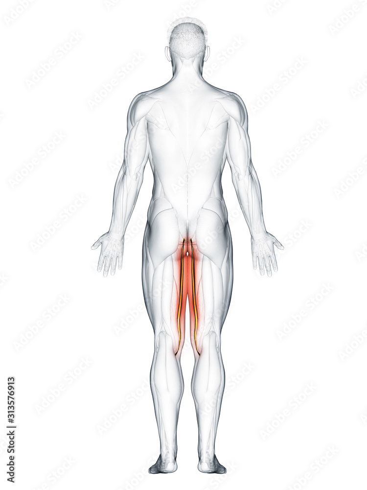 3d rendered muscle illustration of the gracilis