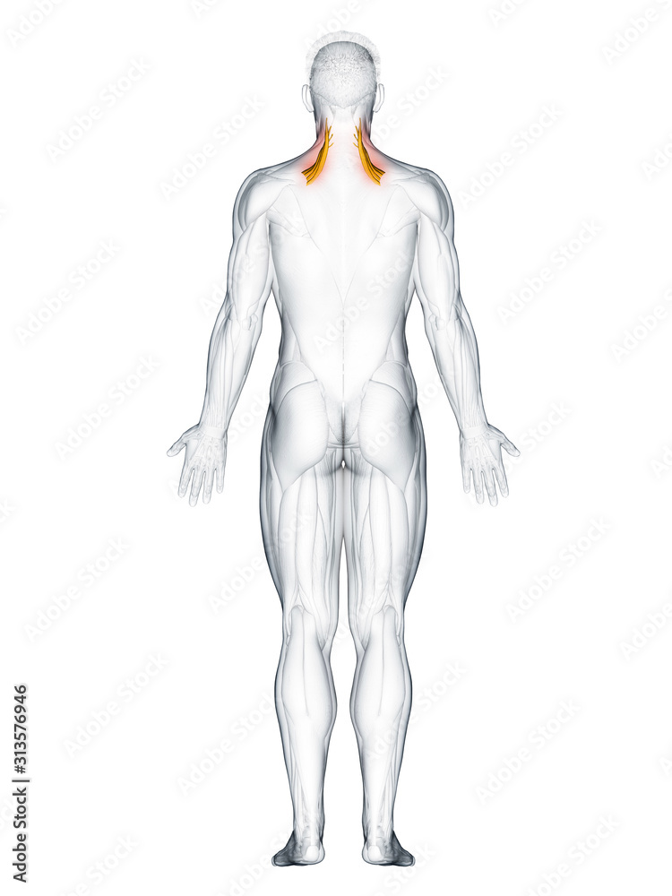 3d rendered muscle illustration of the levator scapularis 3d rendered muscle illustration of the levator scapularis