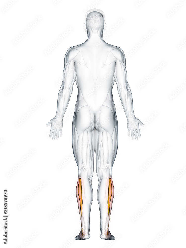 3d rendered muscle illustration of the peroneus longus