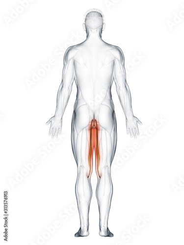 3d rendered muscle illustration of the gracilis © Sebastian Kaulitzki