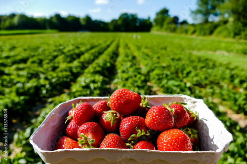strawberries in a basket, in Sweden Scandinavia North Europe