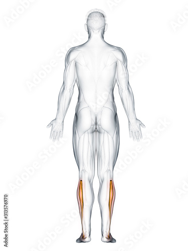 3d rendered muscle illustration of the peroneus longus