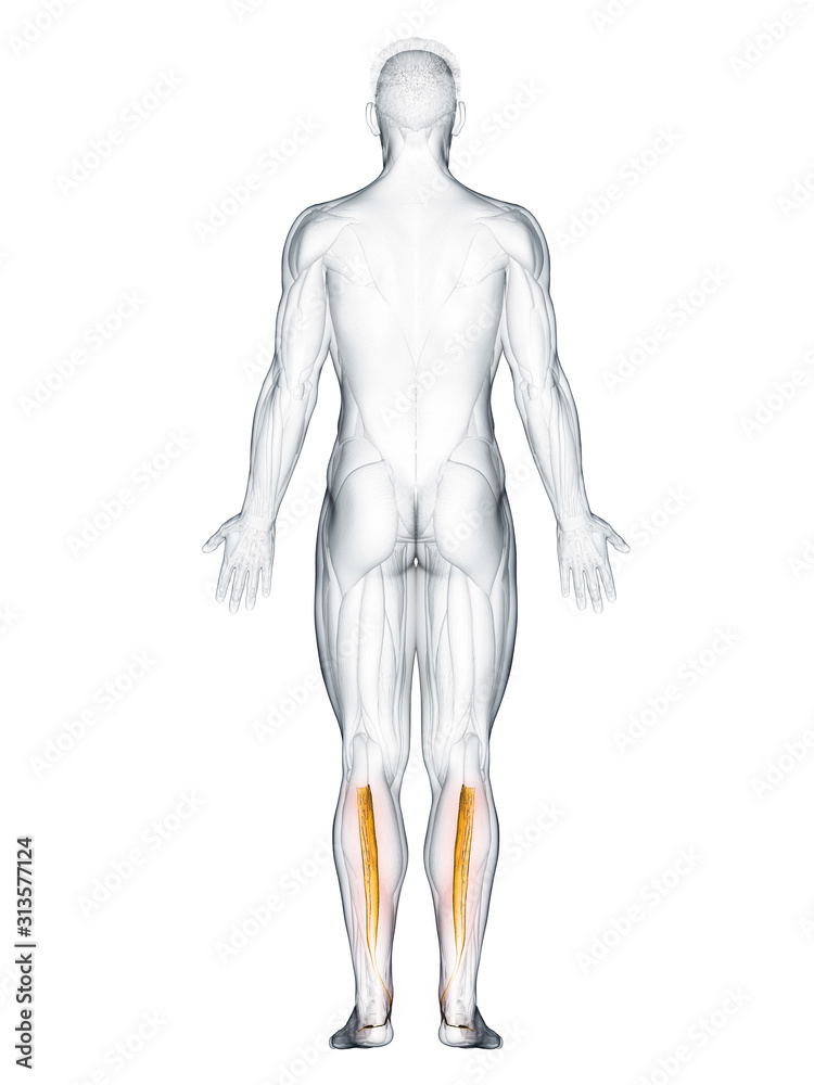 3d rendered muscle illustration of the tibialis posterior