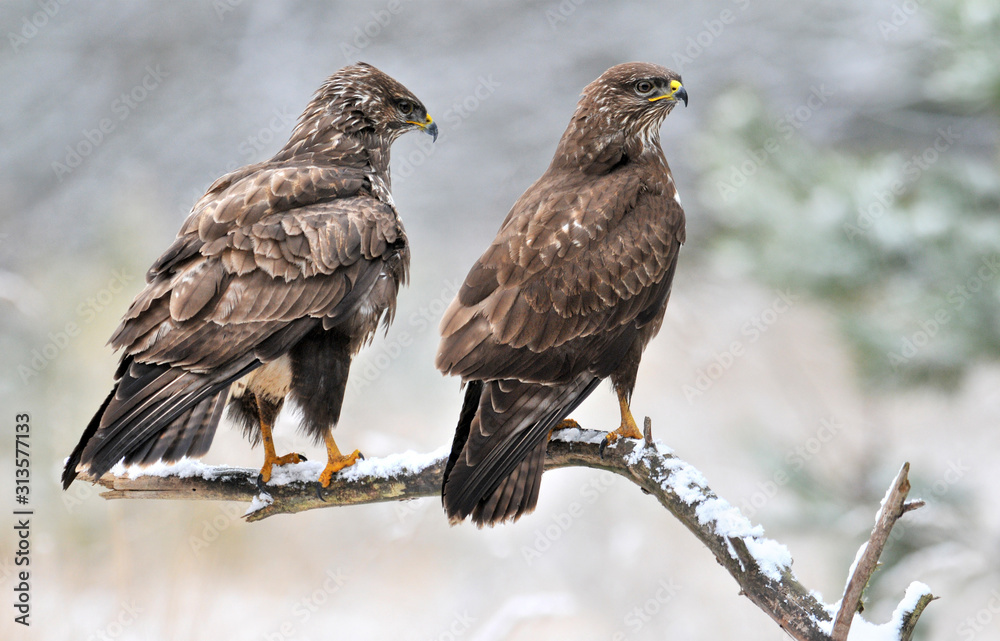 Prey birds on branch, Common Buzzard in winter, Buteo buteo Prey birds on branch, Common Buzzard in winter, Buteo buteo