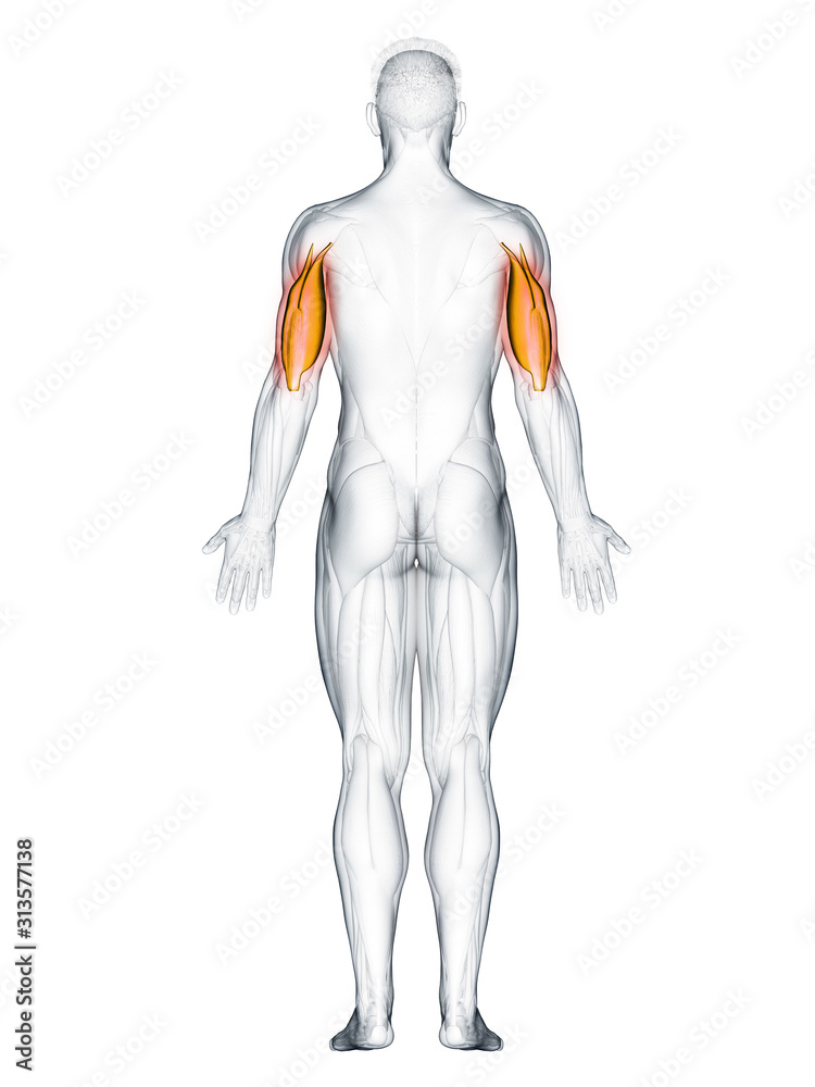3d rendered muscle illustration of the triceps
