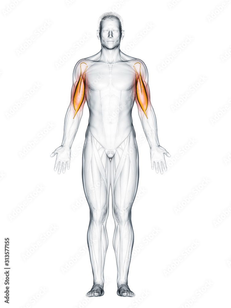 3d rendered muscle illustration of the biceps