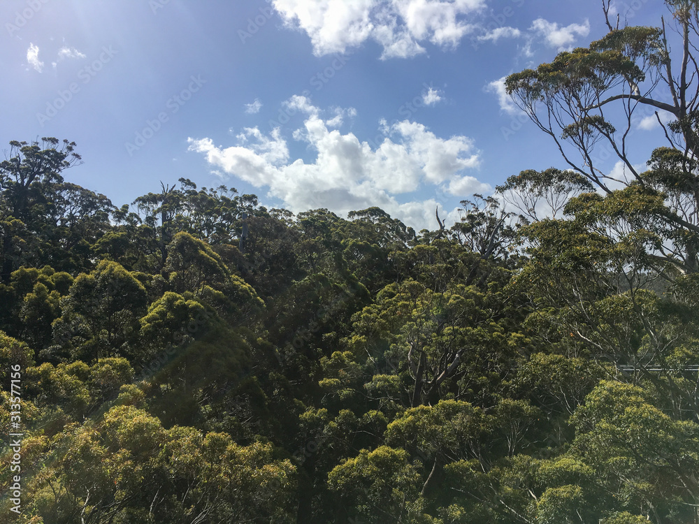eucalyptus gum tree tops in forest