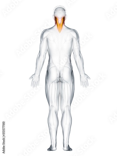 3d rendered muscle illustration of the splenius capitis