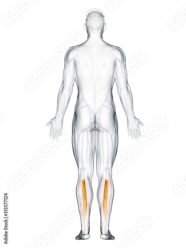 3d rendered muscle illustration of the tibialis posterior