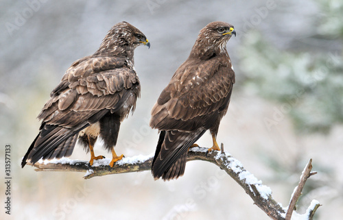 Fotografie Prey birds on branch, Common Buzzard in winter, Buteo buteo