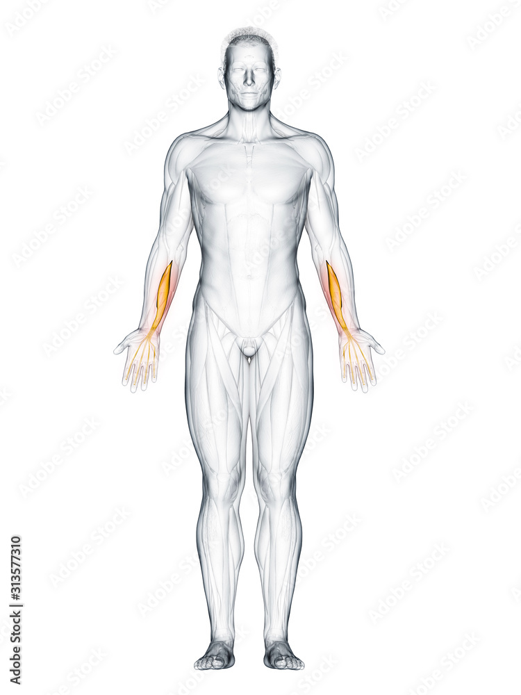 3d rendered muscle illustration of the flexor digitorum profundus