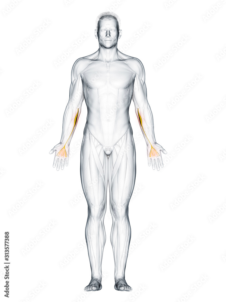 3d rendered muscle illustration of the palmaris longus 3d rendered muscle illustration of the palmaris longus