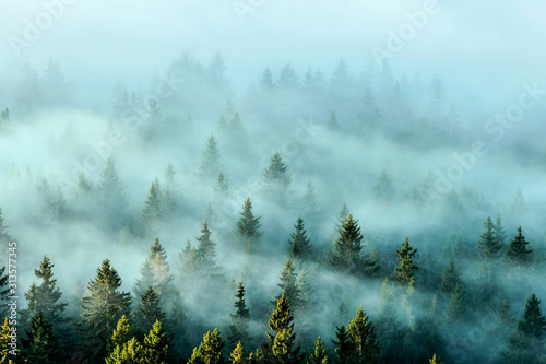 Misty mountains with fir forest in fog. Foggy trees in morning light. © Milan