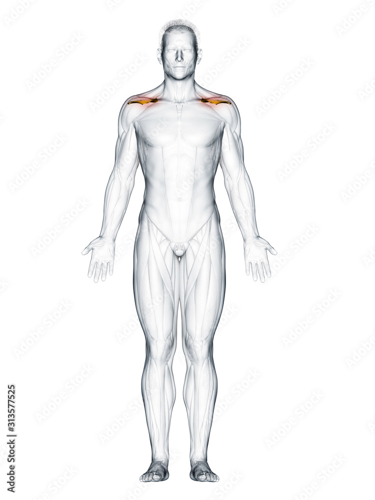 3d rendered muscle illustration of the supraspinatus