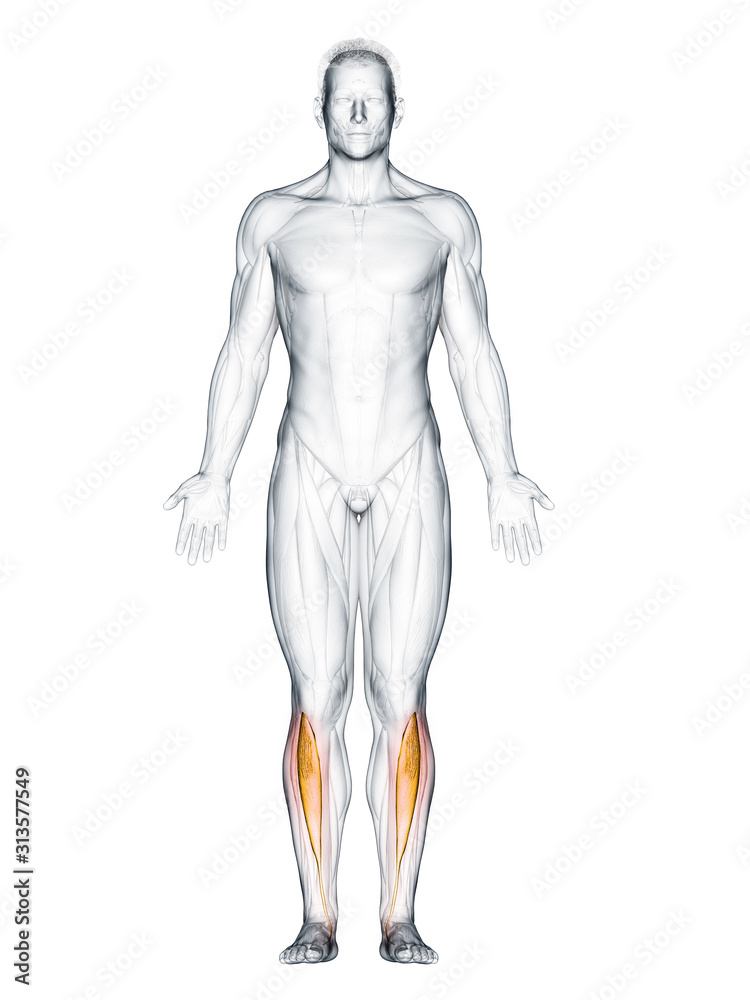 3d rendered muscle illustration of the tibialis anterior